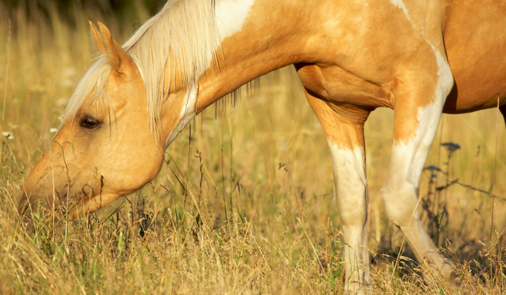 palomino paint horse