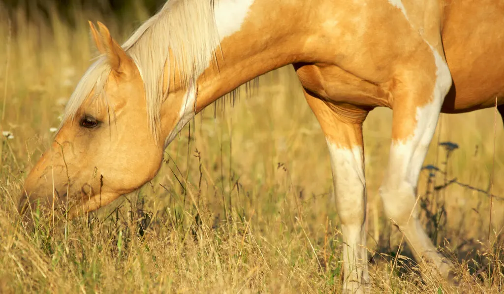 palomino paint horse