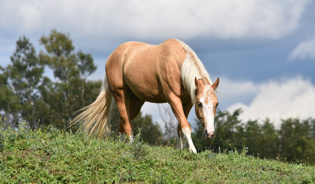 palomino quarter horse