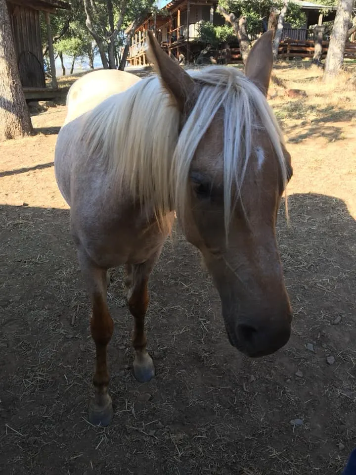 Palomino Roan BLM Mustang with white mane in farmyard