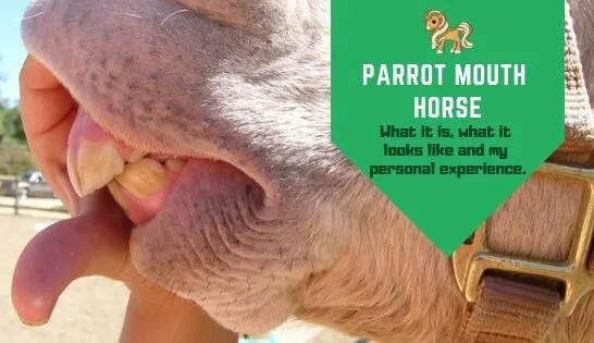 equine parrot mouth