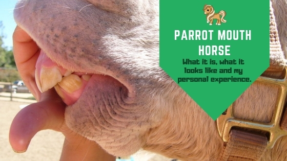 equine parrot mouth