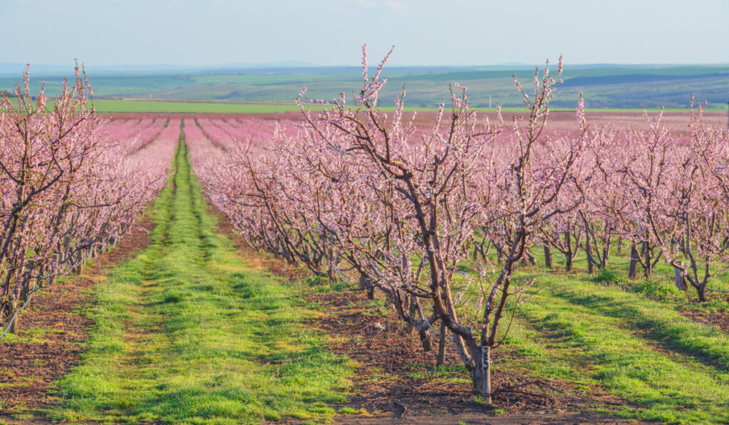 peach garden in blossom time