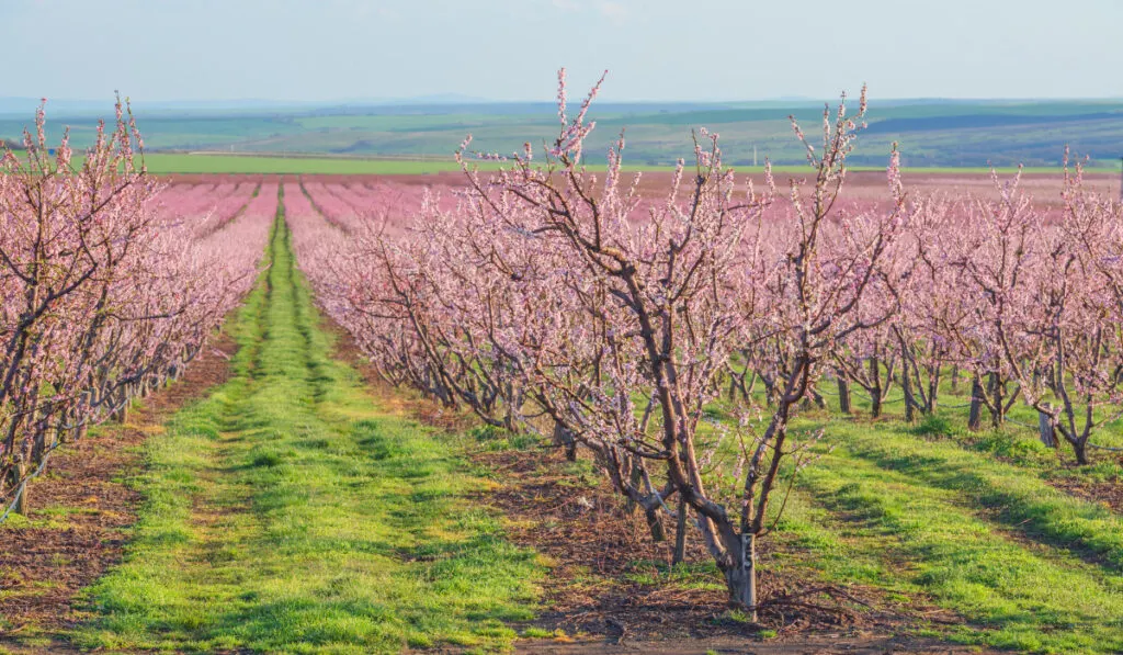 peach garden in blossom time

