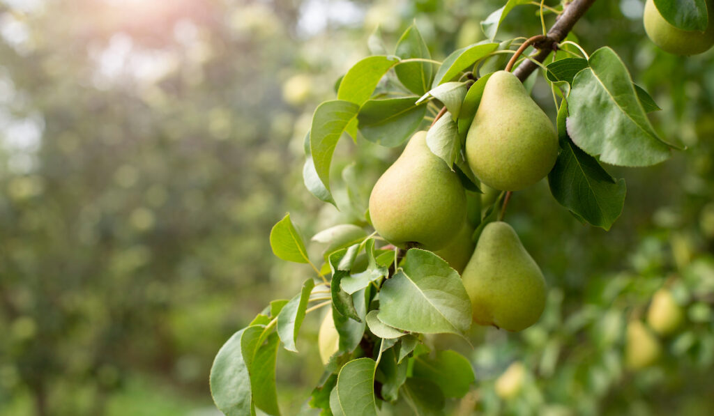 pears on a pear tree branch