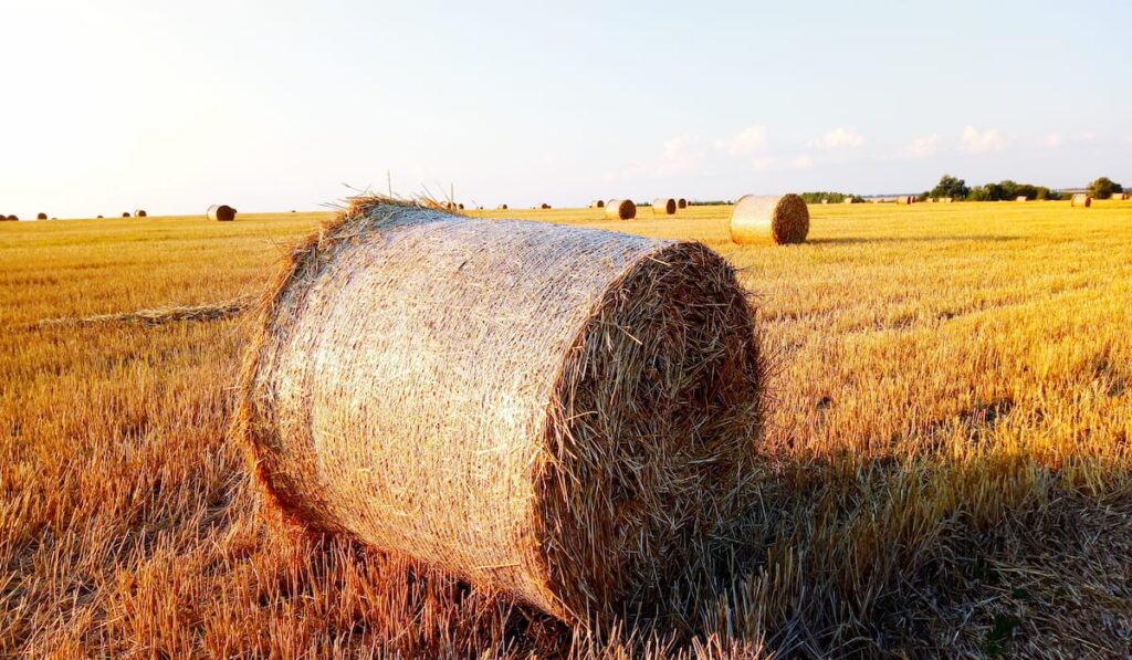 pellets of hay