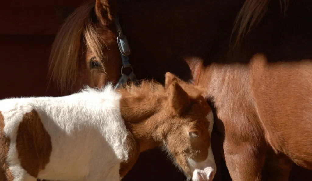 perfect photo of horse mum and baby