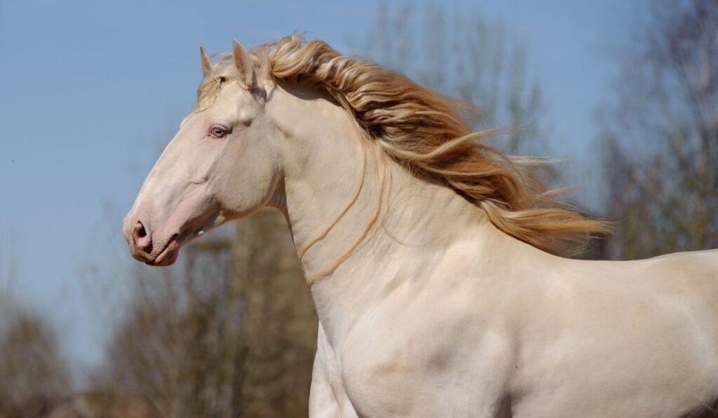 perlino horse close up photo