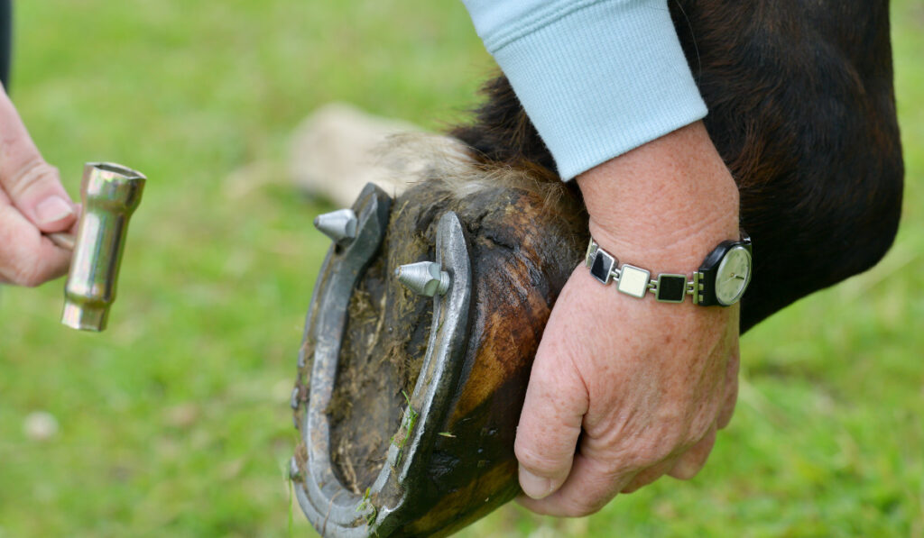  person putting studs in horses shoe