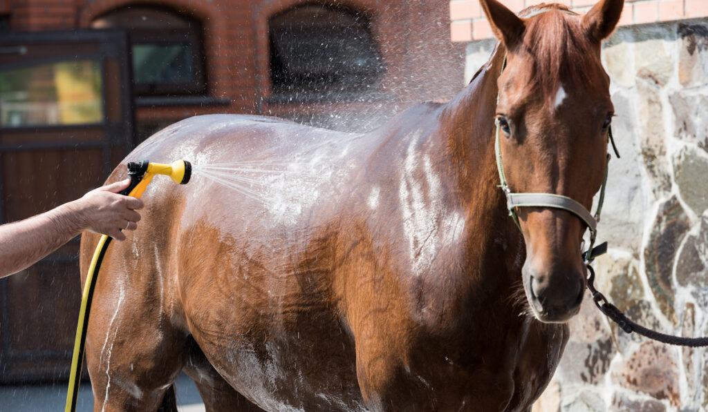 person washing brown purebred horse outdoors