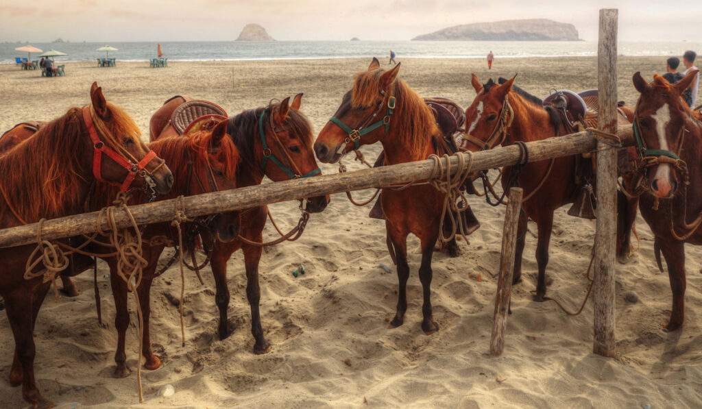 peruvian horses tied up at the coast