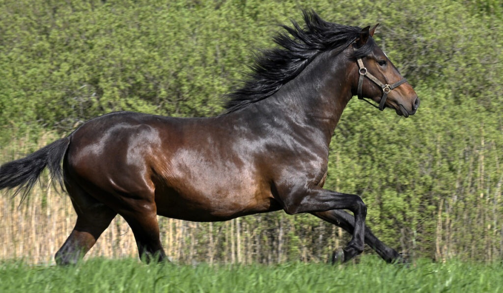 peruvian paso galloping