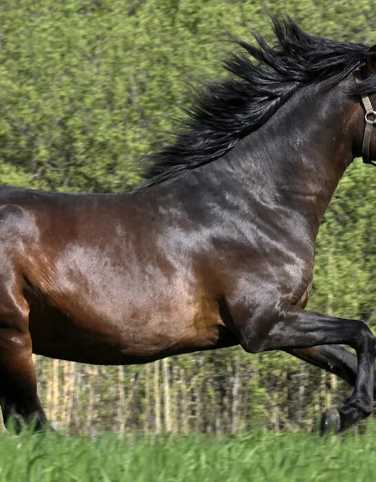 peruvian paso galloping