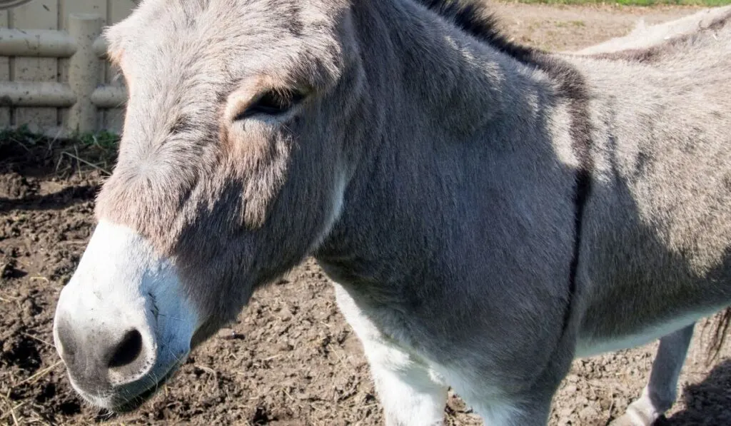 pet donkey at the farm