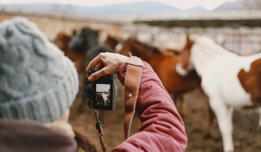photographer taking a horse photo