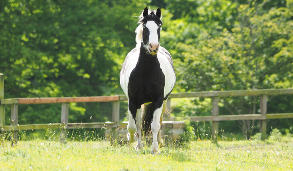 piebald horse