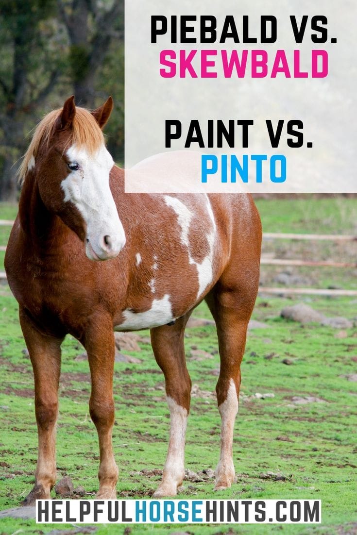 Paint Horse v. Pinto v. Skewbald v. Piebald Which is Which Helpful Horse Hints