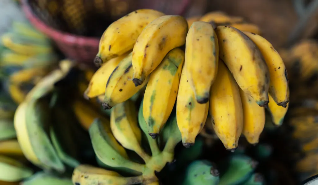 pile of ripe and unripe bananas 