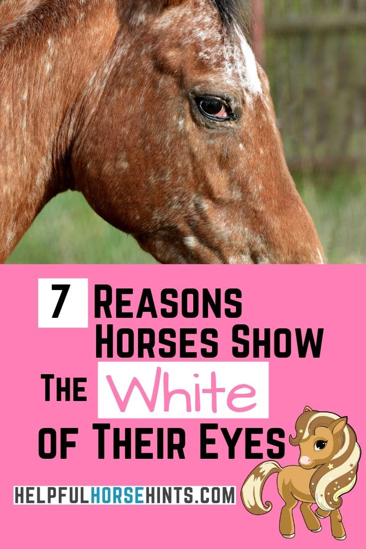 7 Reasons Horses Show the White of Their Eyes Helpful Horse Hints