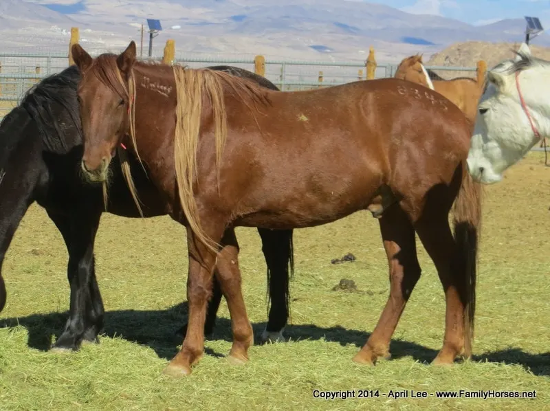 BLM mustangs