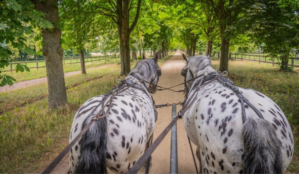 poa ponies pulling a carriage