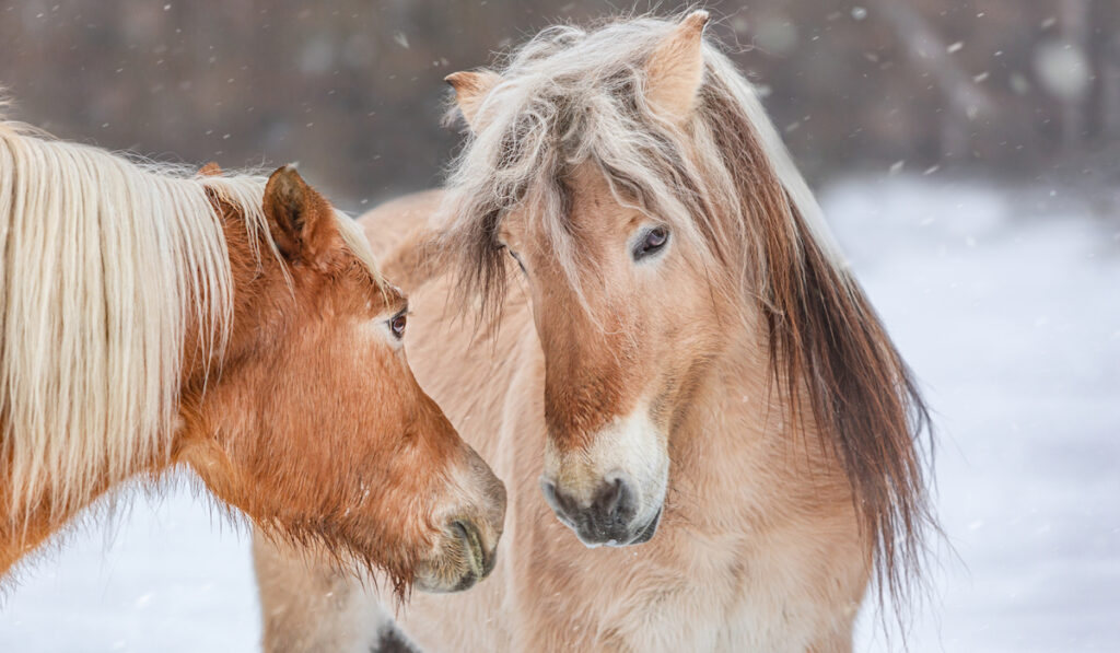 ponies playing in the snow