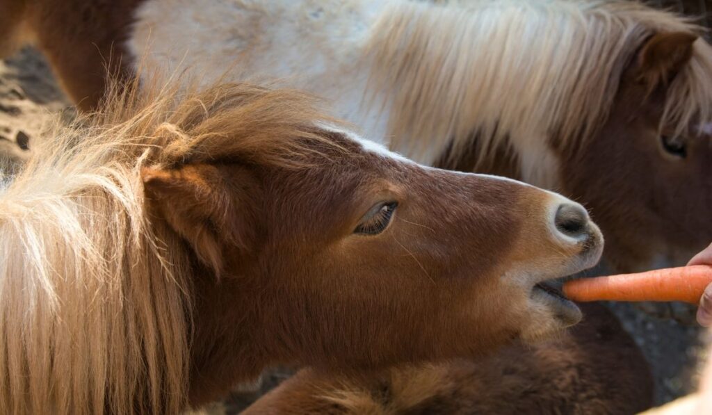 pony eating carrots