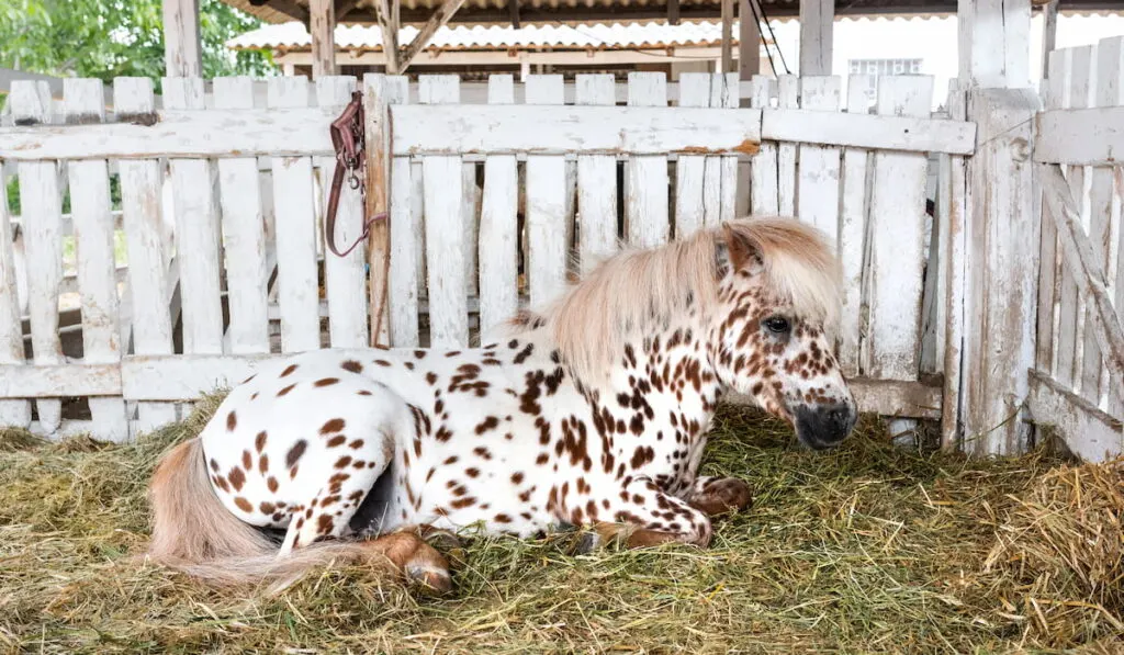 pony horse coat marked with brown tobiano spots 