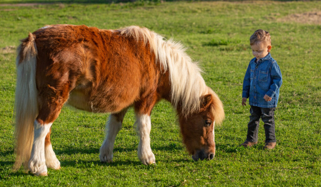 pony in the green pasture