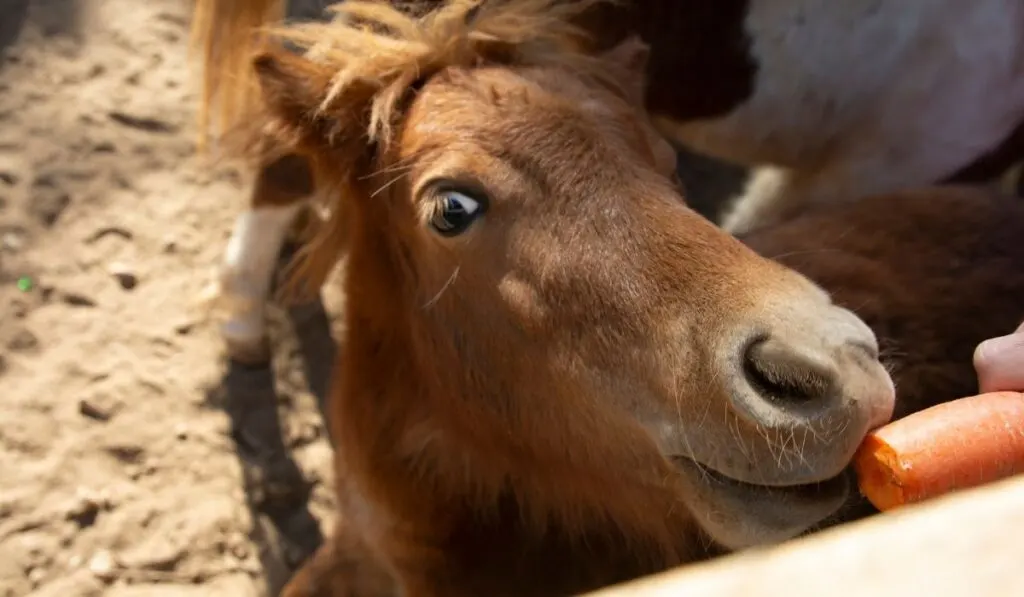 pony looking at the camera while eating carrots