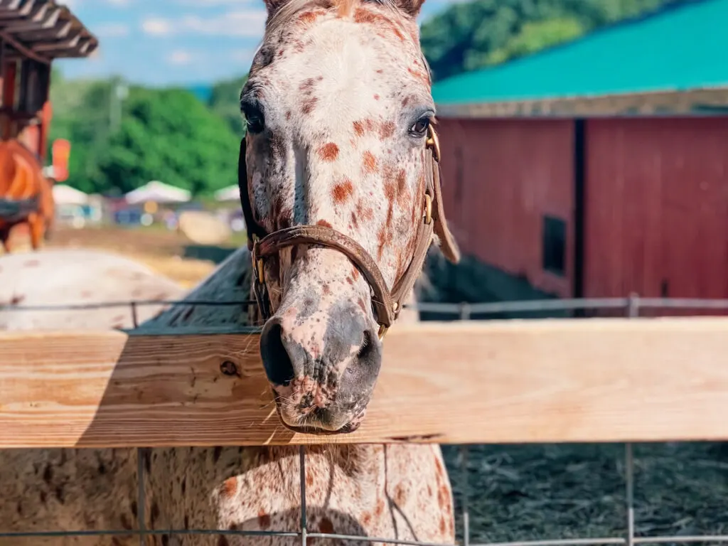 pony of america in the barn 