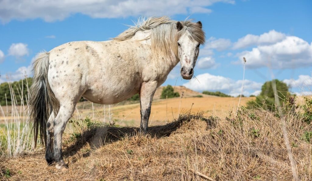 pony of the Americas grazing in a field
