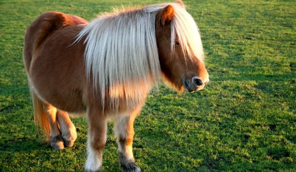 pony with white forelocks in an open field
