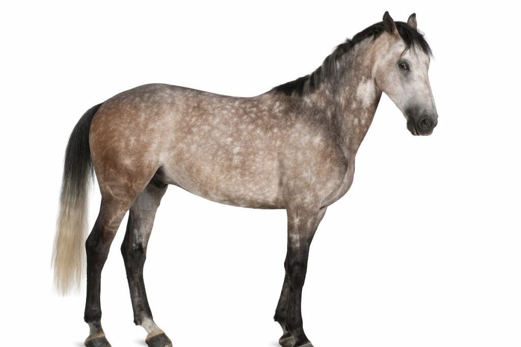 portrait of Belgian Warmblood horse on white background 