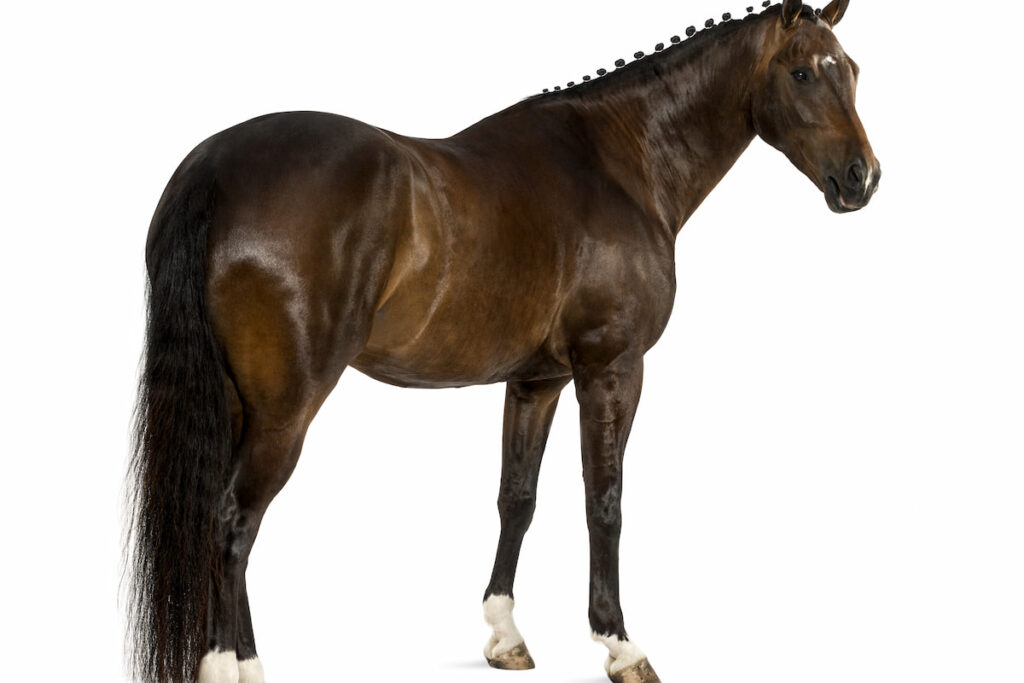 portrait of Dutch Warmblood horse on white background 