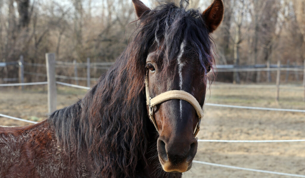 closeup photo of morgan horse