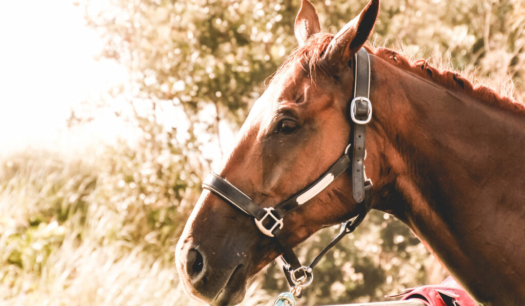 portrait of a beautiful thoroughbred racehorse 