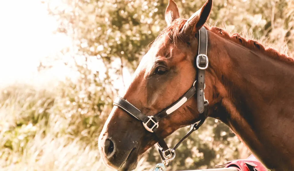 portrait of a beautiful thoroughbred racehorse 