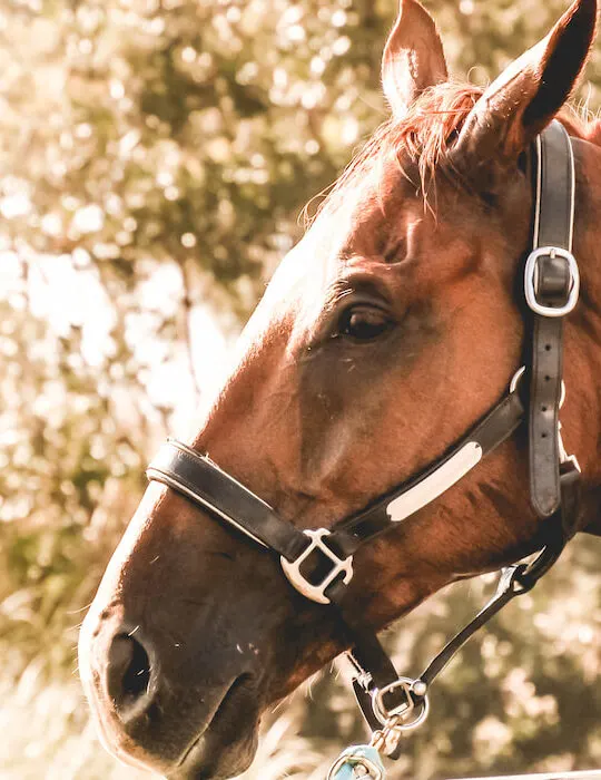 portrait-of-a-beautiful-thoroughbred-racehorse