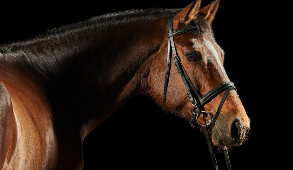 portrait of a blood bay horse on a black background