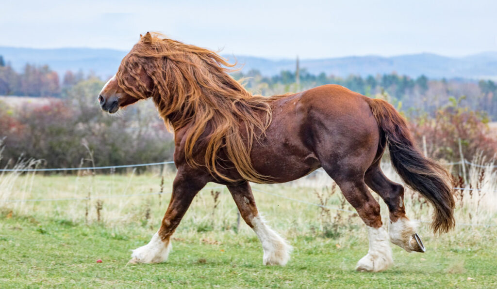 portrait of a brown stallion percheron with beautiful mane and harness walking on autumn land