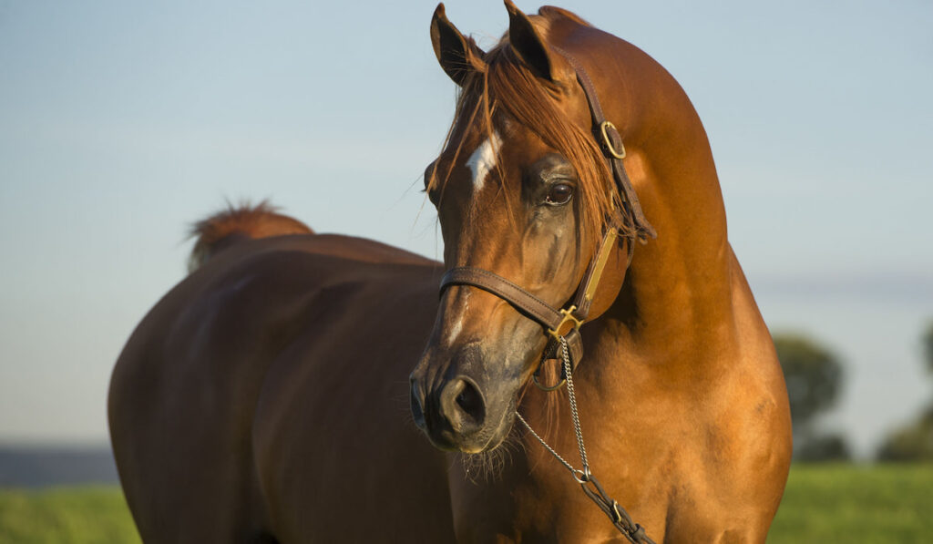 portrait of a chestnut arabian horse 