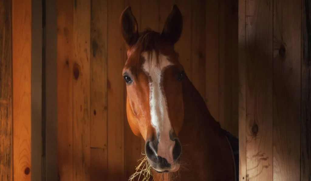 portrait of a horse inside a stable