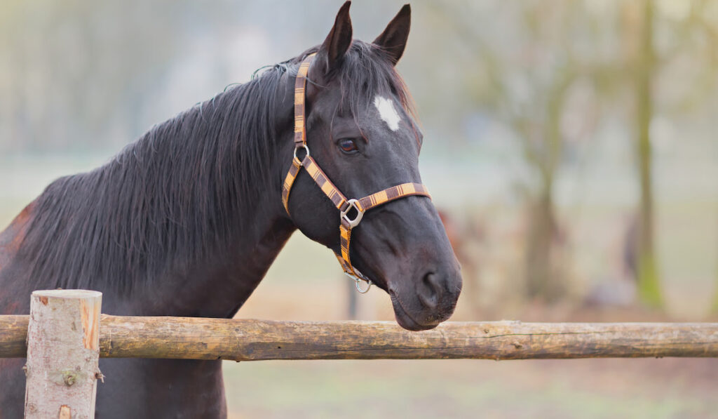 portrait of beautiful horse by the wooden fence