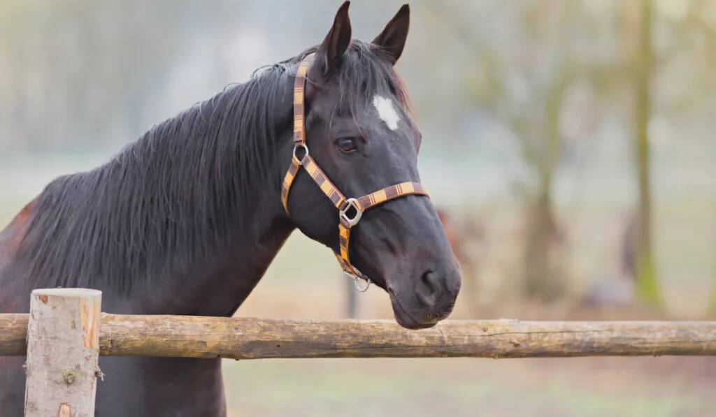 portrait of beautiful horse by the wooden fence