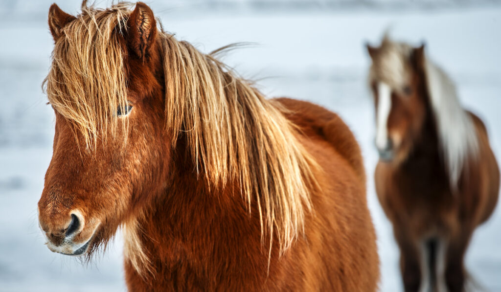 portrait of beautiful pair of icelandic horses in the winter outdoors 