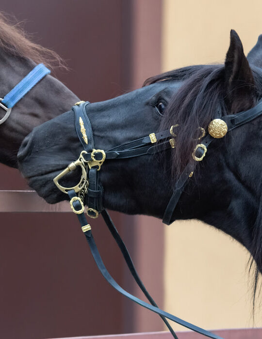 portrait of two spanish horses with blue and leather halters