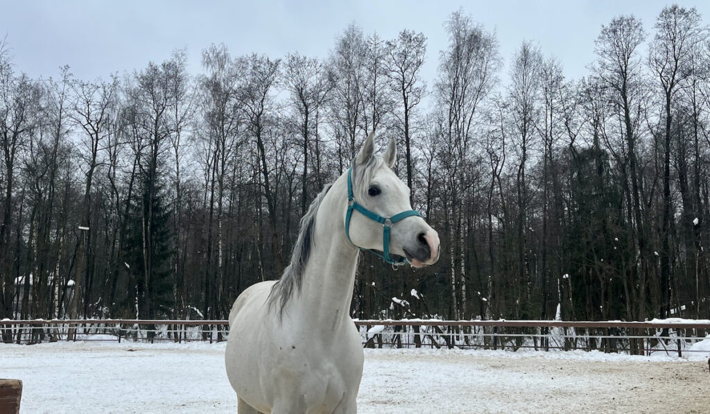 portrait of white horse inside pen during winter