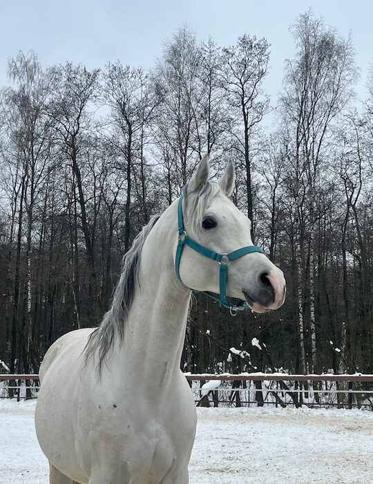 portrait-of-white-horse-inside-pen-during-winter