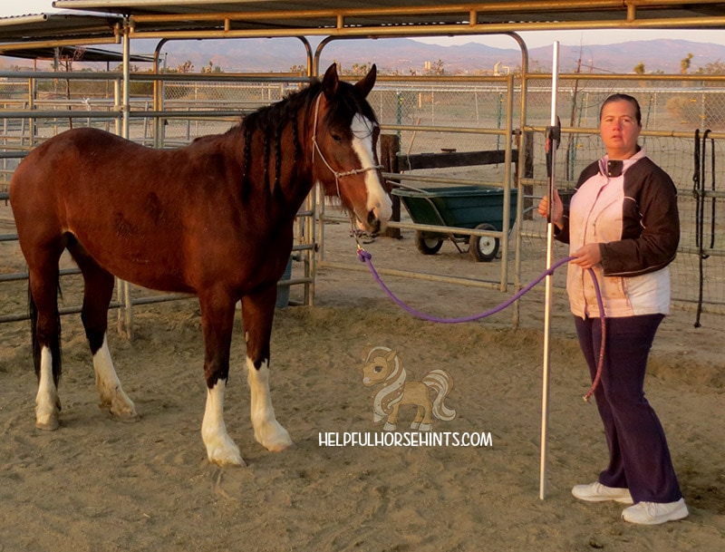 Beautiful woman positioning the horse to be measured